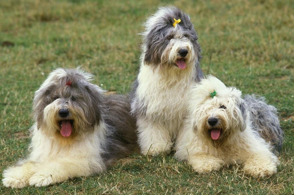 Previdnost pri crkljanju: Hormonske kreme lahko škodujejo hišnim ljubljenčkom (foto: Profimedia)