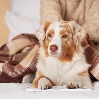 Kaj pomeni, če vas pes liže: Nekateri mislijo, da so to poljubi, a resnica je takšna