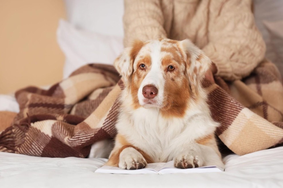 Kaj pomeni, če vas pes liže: Nekateri mislijo, da so to poljubi, a resnica je takšna (foto: profimedia)