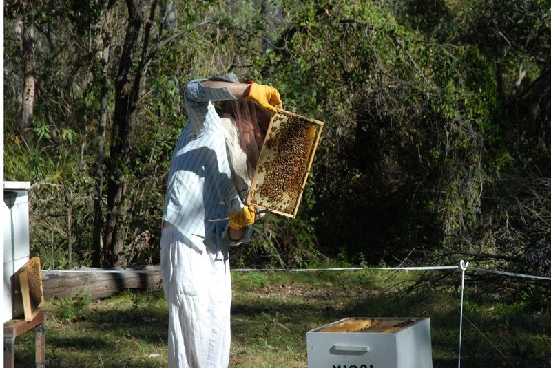 Znanstveniki odkrili novo vrsto čebele in jo zaradi njenega izgleda poimenovali Lucifer