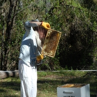Znanstveniki odkrili novo vrsto čebele in jo zaradi njenega izgleda poimenovali Lucifer