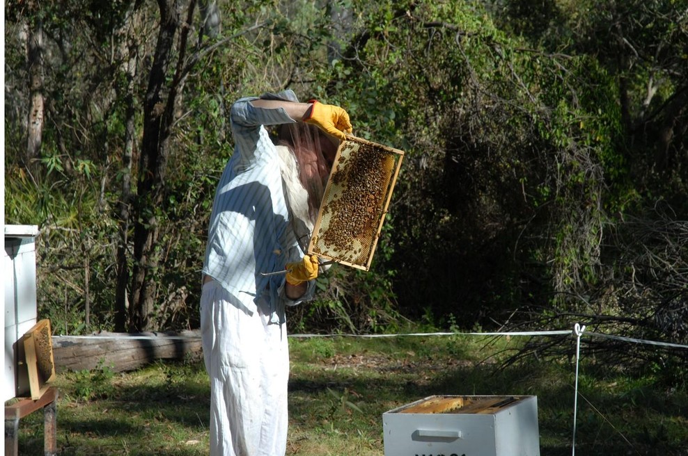 Znanstveniki odkrili novo vrsto čebele in jo zaradi njenega izgleda poimenovali Lucifer (foto: profimedia)