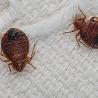 Stenice v hotelih: Če veste, da ste stenice prinesli z dopusta, ne odpirajte kovčka