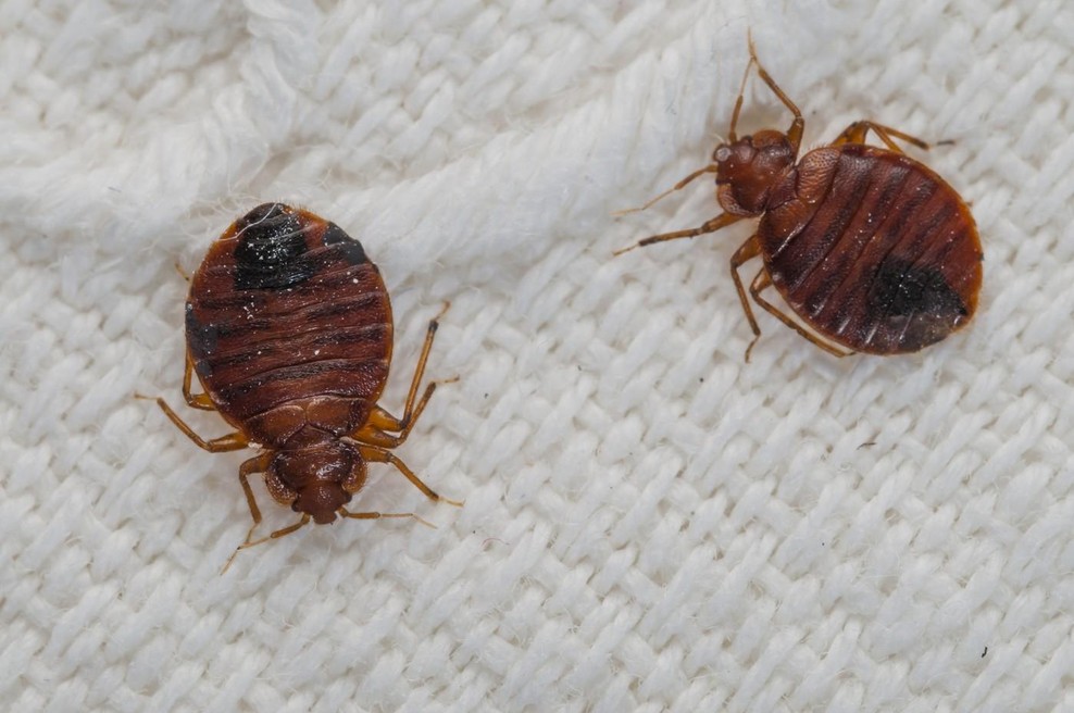 Stenice v hotelih: Če veste, da ste stenice prinesli z dopusta, ne odpirajte kovčka (foto: Profimedia)