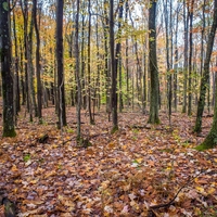 Nova uredba EU: V prodaji le še izdelki, ki niso povzročili krčenja gozdov