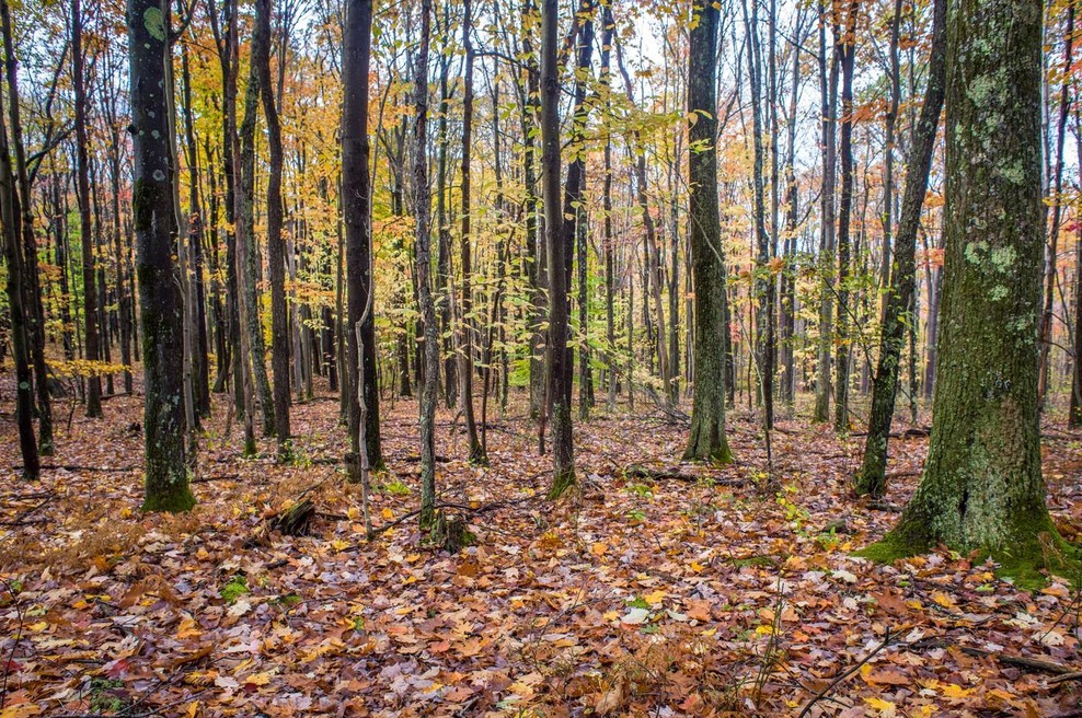 Nova uredba EU: V prodaji le še izdelki, ki niso povzročili krčenja gozdov (foto: Profimedia)