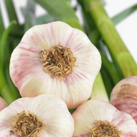 ODKRITJE: ustna vodica z izvlečkom česna je presenetljivo učinkovita, a problem ostaja