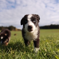 Zapuščeni mladički na polju s starejšim psom, reševalcem se je ob spoznanju paralo srce