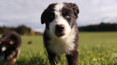 zapuščeni mladiči, polje, reševalci