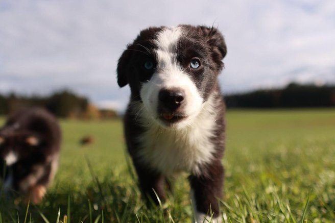 zapuščeni mladiči, polje, reševalci