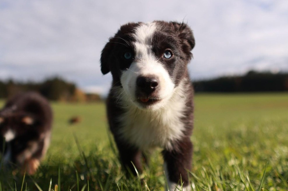 Zapuščeni mladički na polju s starejšim psom, reševalcem se je ob spoznanju paralo srce (foto: profimedia)