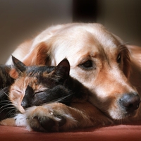 Mačke in psi absorbirajo negativne energije ter ščitijo pred boleznijo in depresijo