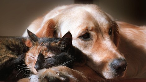 mačka, pes, zdravilstvo