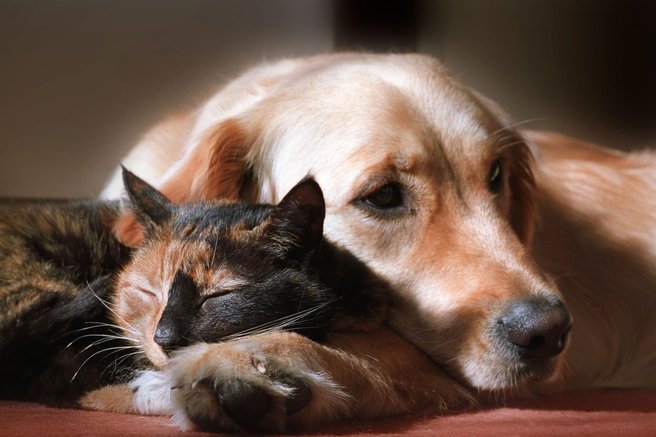 mačka, pes, zdravilstvo
