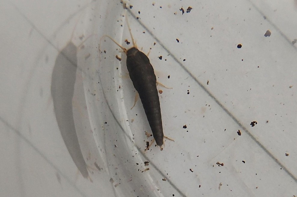 Takoj ko se ohladi, se pojavijo ti insekti: Tako se znebite srebrnih ribic (foto: profimedia)