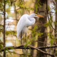Napake pri hranjenju ptic pozimi, ki jih delajo mnogi