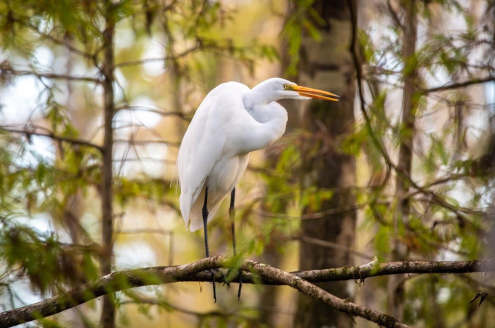 Napake pri hranjenju ptic pozimi, ki jih delajo mnogi (foto: Profimedia)
