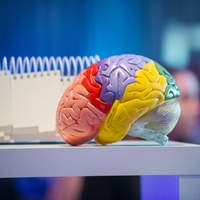 To so 4 najboljše vrste hrane za možgane, ki bi jo morali uživati vsak dan