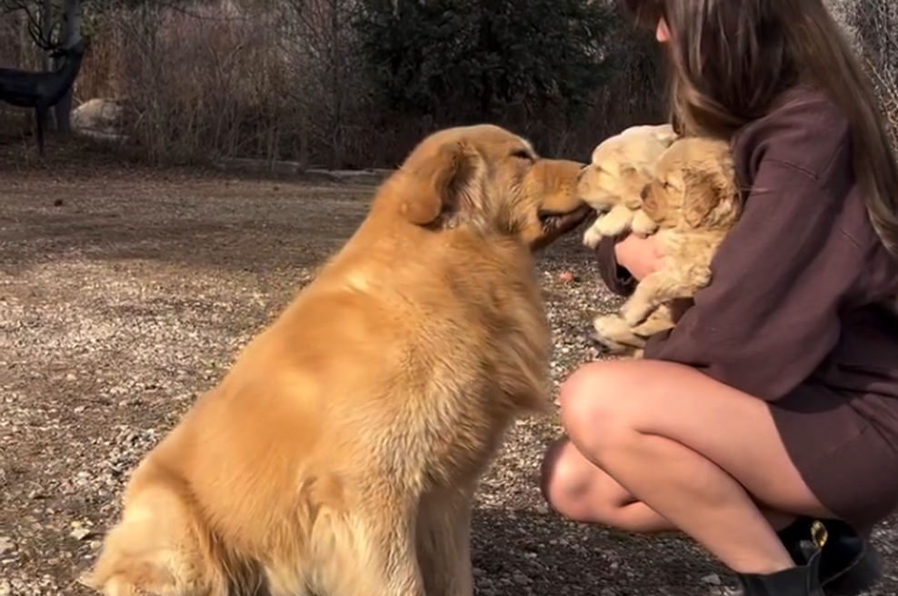 Zlati prinašalec prvič spozna svoje mladičke. Vsi, ki so videli video, so se zjokali (foto: Zaslonska slika/Instagram)