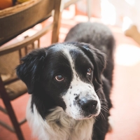 Znanost je končno dokazala, kako zelo rad vas ima vaš pes