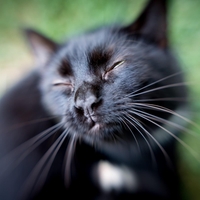 Kaj se zgodi, ko te napade sladica: Boj mačke s sladoledom nasmejal internet