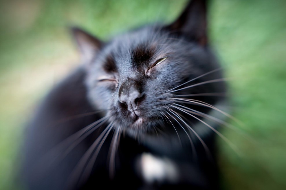 Kaj se zgodi, ko te napade sladica: Boj mačke s sladoledom nasmejal internet (foto: profimedia)