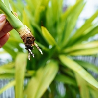 Če jo postavite v hodnik, privlači denar in blagostanje: to rastlino bi morala imeti vsaka hiša, raste pa brez večjih zahtev
