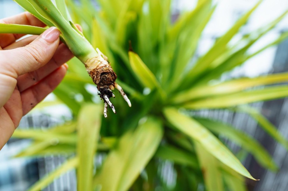 Drevo življenja (foto: Profimedia)