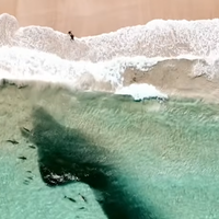 Ljudje opozorjeni na nevarnost, droni pa posneli srhljiv prizor: Na stotine morskih psov je prežalo v plitvini