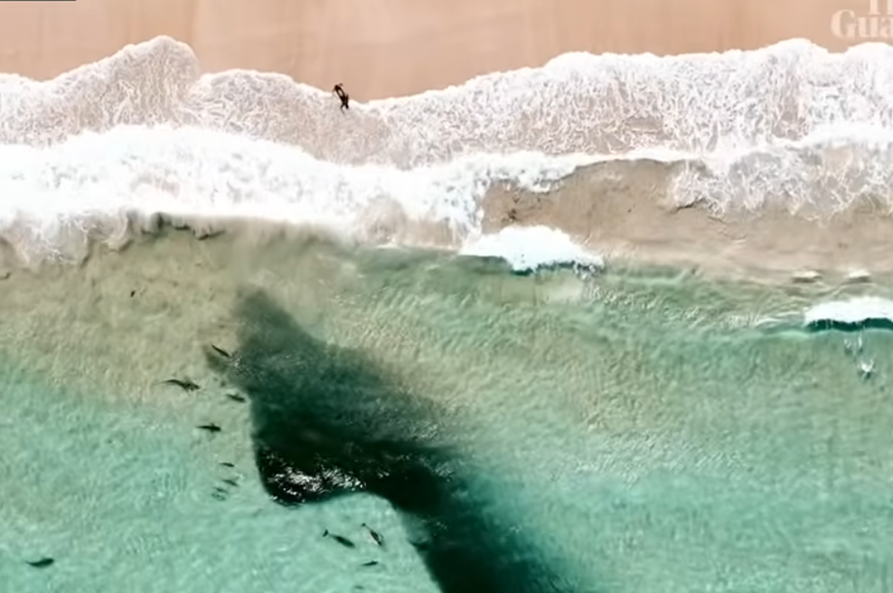 Ljudje opozorjeni na nevarnost, droni pa posneli srhljiv prizor: Na stotine morskih psov je prežalo v plitvini (foto: Zaslonska slika/Youtube/Guardian Australia)