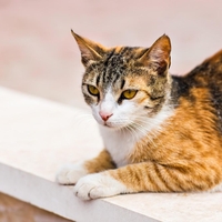 Po 5 letih družina našla mucka Bindija, zgodba s srečnim koncem