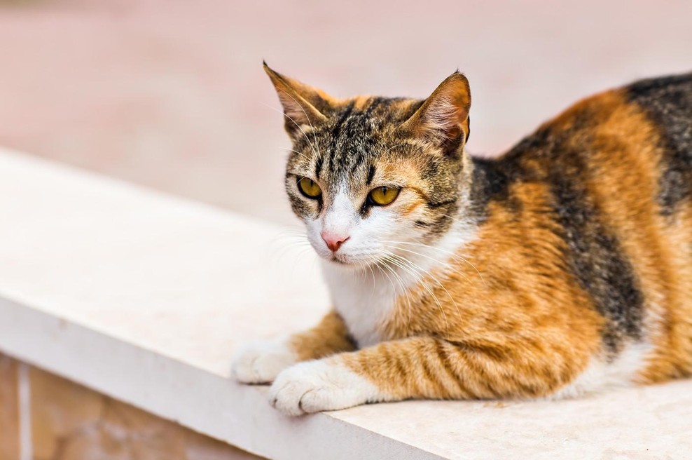 Po 5 letih družina našla mucka Bindija, zgodba s srečnim koncem (foto: Profimeda)