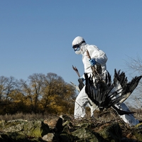 Svet se dela, da ptičja gripa ne obstaja, opozarja strokovnjakinja