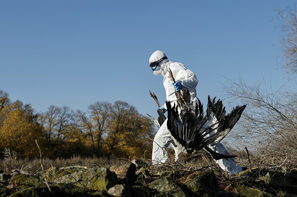 Svet se dela, da ptičja gripa ne obstaja, opozarja strokovnjakinja (foto: profimedia)
