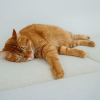 Diagnoza mačke, ki je nasmejala internet, ga je stala 400 dolarjev