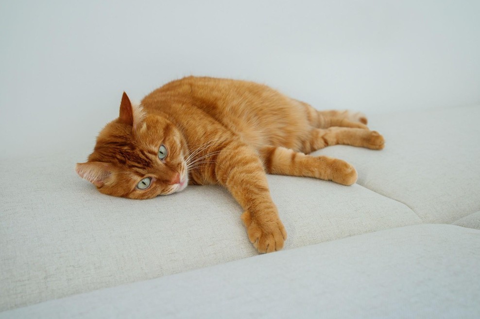 Diagnoza mačke, ki je nasmejala internet, ga je stala 400 dolarjev (foto: profimedia)