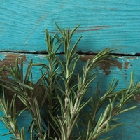 Ta rastlina, ki jo imajo mnogi v kuhinji, izboljšuje spomin in ščiti pred Alzheimerjevo boleznijo