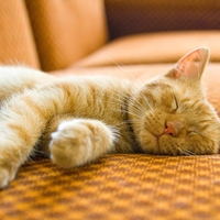 Kako dolgo je lahko mačka sama doma?