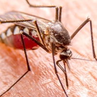 Jurski park je imel prav: komarji res lahko prenašajo živalski DNK