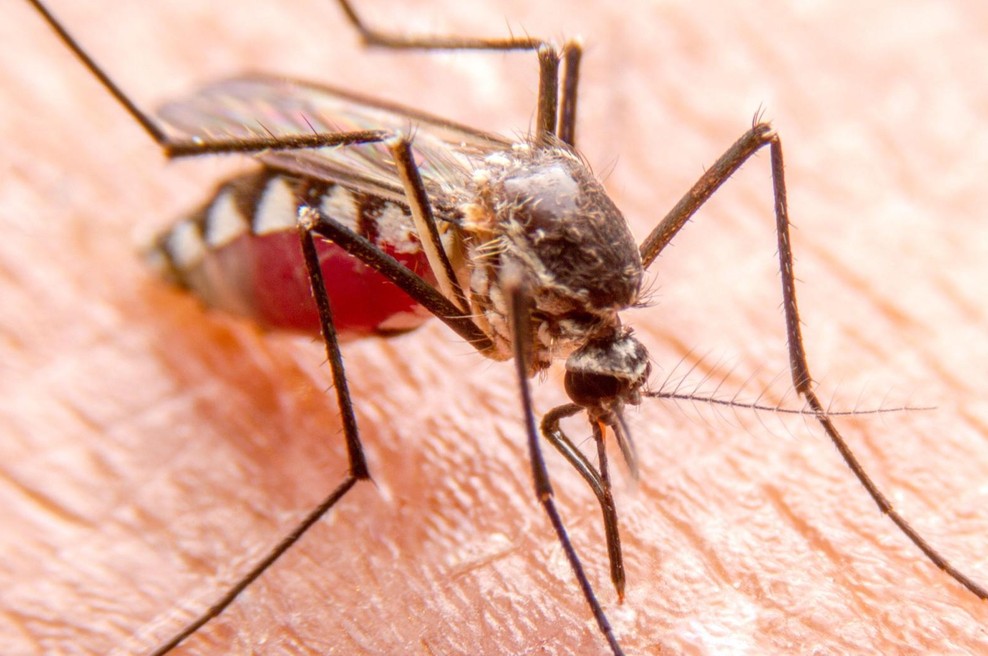 Jurski park je imel prav: komarji res lahko prenašajo živalski DNK (foto: profimedia)