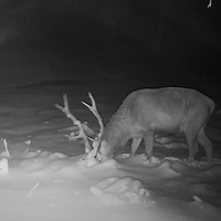 Kamera lovcev posnela dramo v slovenskih gozdovih: Jelenu se je približal trop zveri, potem pa ...