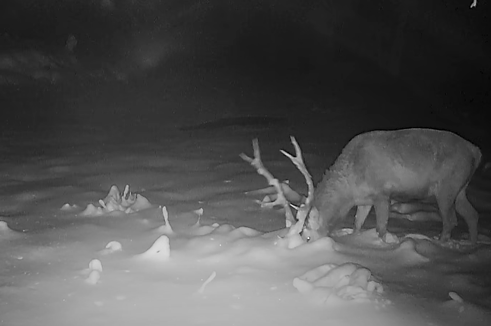 Drama v slovenskih gozdovih: Jelenu se je približal trop zveri, potem pa ... (foto: Zaslonska slika/Lovska družina Col)