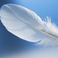 Kaj pomeni, če ves čas videvate peresa?