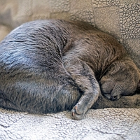 Mačko, ki se je izgubila pred dvema tednoma, našli na Letališču v Sarajevu