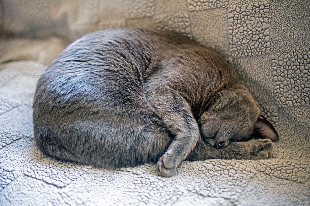 Mačko, ki se je izgubila pred dvema tednoma, našli na Letališču v Sarajevu (foto: profimedia)