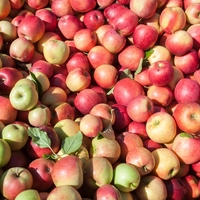 Najbolj zdrava jabolka na svetu so stara 800 let