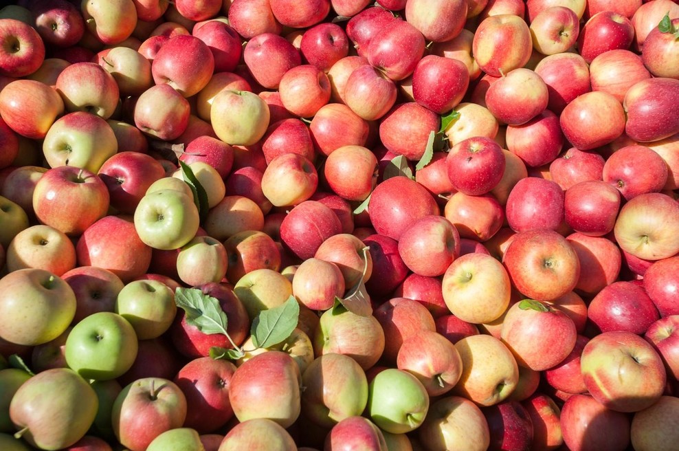 Najbolj zdrava jabolka na svetu so stara 800 let (foto: Profimedia)