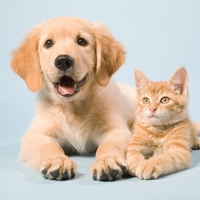 Raziskava na vzorcu 30.000 lastnikov živali: "So pravi vir duševnega zdravjja"