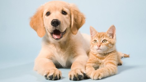 živali, raziskava, duševno zdravje