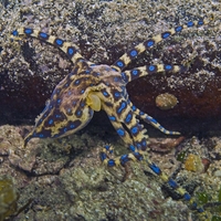 Moški komaj preživel napad enega najbolj smrtonosnih morskih bitij na svetu